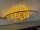 LED Ellipse 26 cm